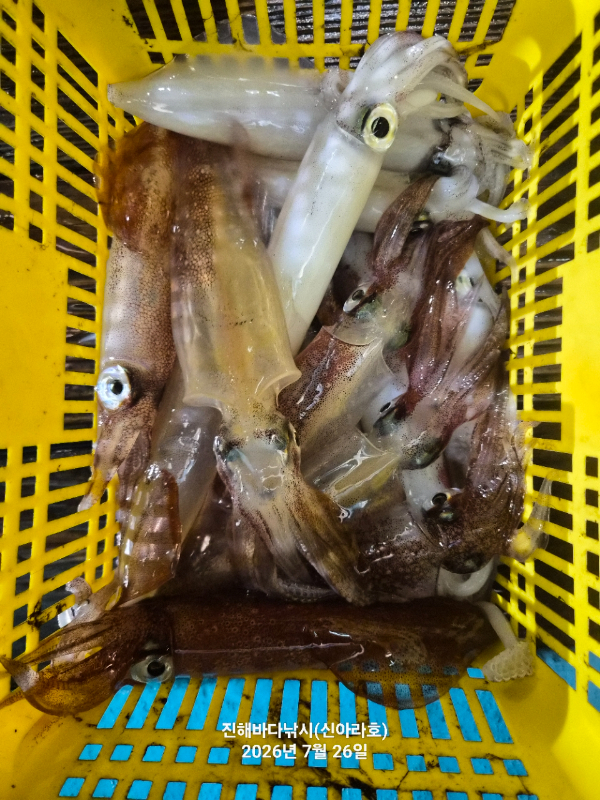 신아라호 한치 칼치 오징어_사진_20260726_8.jpg