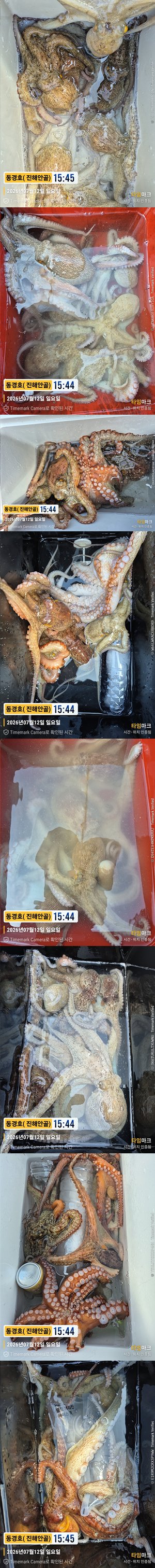 돌문어 26-7-12-5.jpg