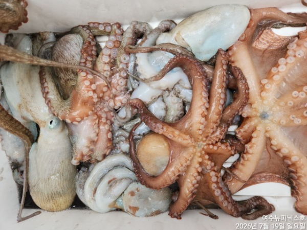 7월19일문어 (6).jpg