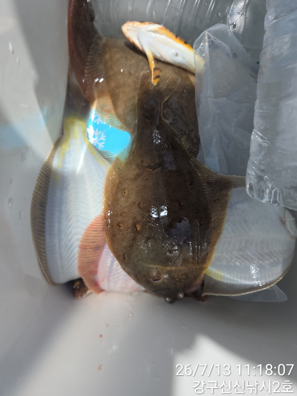 신신낚시 강구점 신신호_사진_20260713_14.jpg
