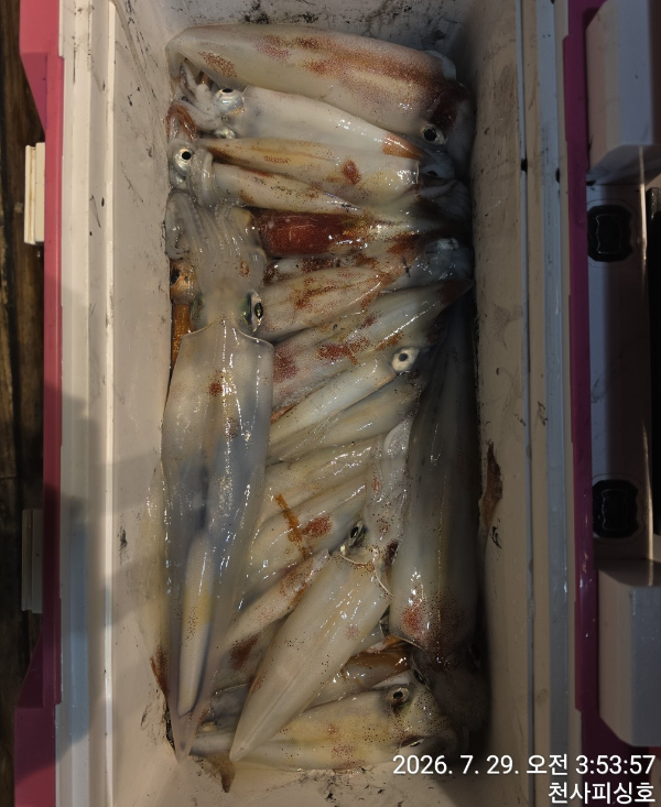 1004피싱_사진_20260729_3.jpg