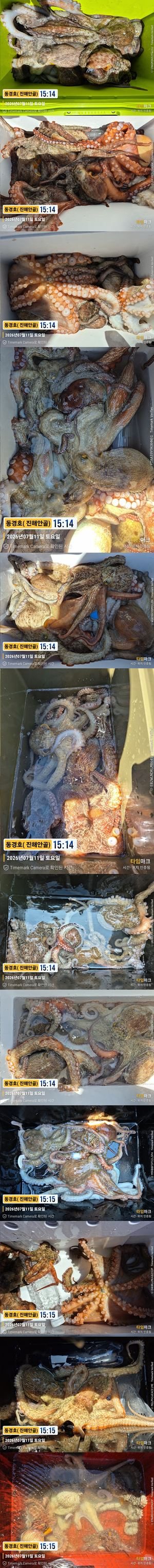 돌문어 26-7-10-5.jpg