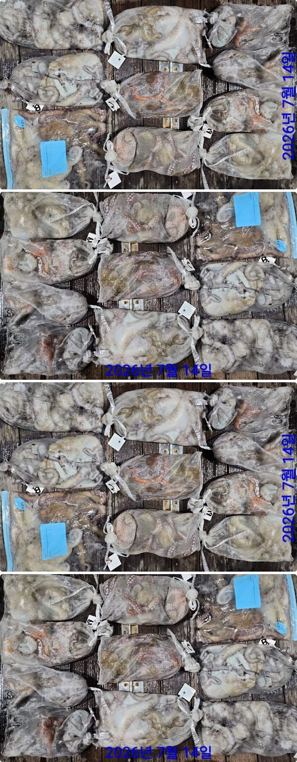 14일문어하.jpg