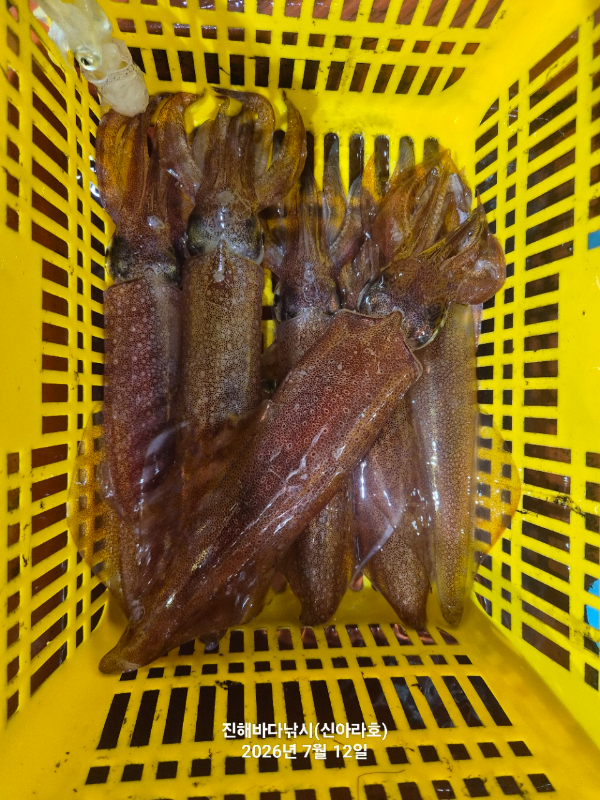 신아라호 한치 칼치 오징어_사진_20260712_9.jpg