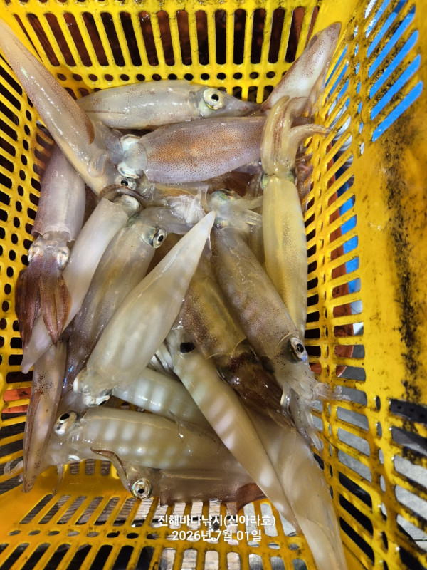 신아라호 한치 칼치 오징어_사진_20260701_16.jpg