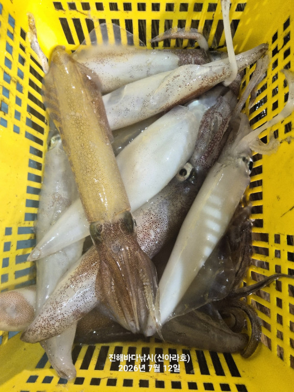 신아라호 한치 칼치 오징어_사진_20260712_3.jpg