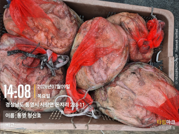 통영청신호입니다_사진_20260709_21.jpg