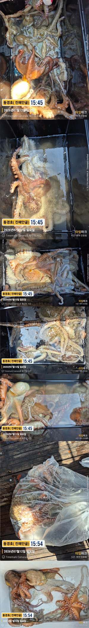 돌문어 26-7-12-6.jpg