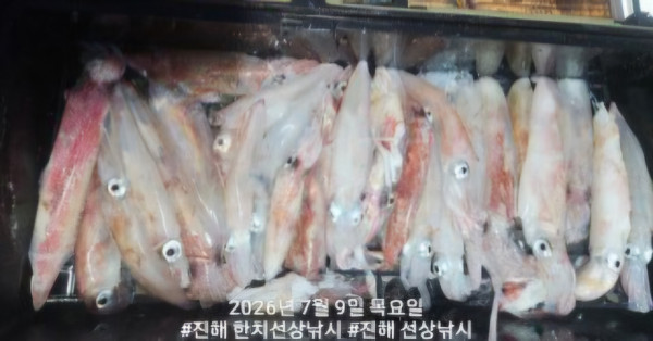 신아라호 한치 칼치 오징어_사진_20260709_4.jpg