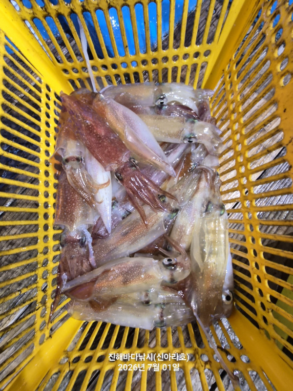 신아라호 한치 칼치 오징어_사진_20260701_14.jpg
