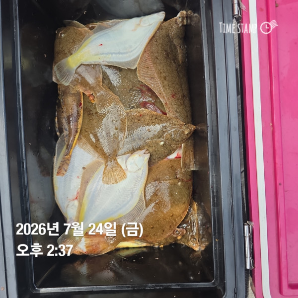공현진낚시마트(돌핀호)_사진_20260724_6.jpg