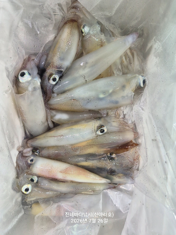 신아라호 한치 칼치 오징어_사진_20260726_15.jpg