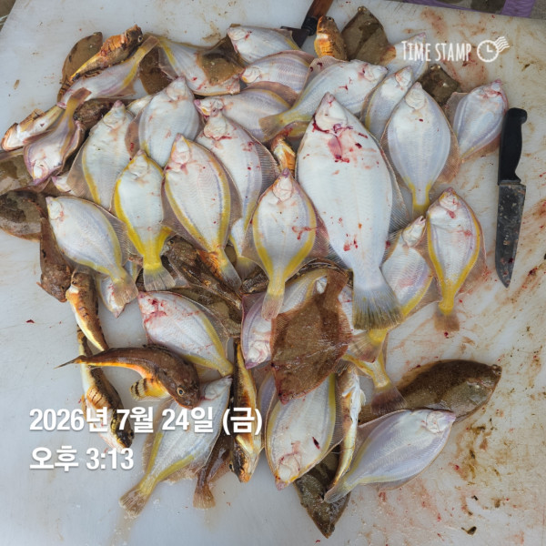 공현진낚시마트(돌핀호)_사진_20260724_8.jpg