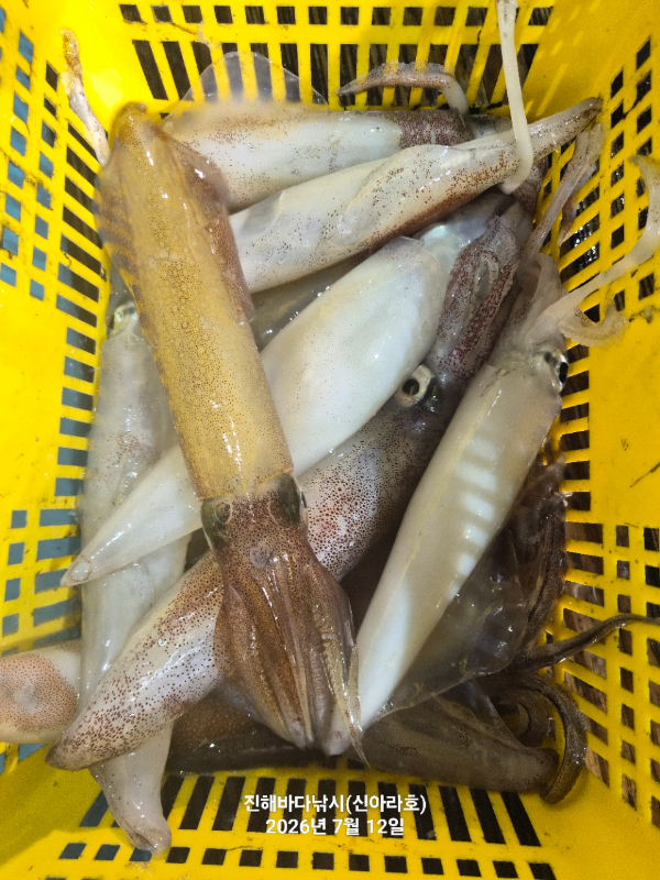신아라호 한치 칼치 오징어_사진_20260712_3.jpg