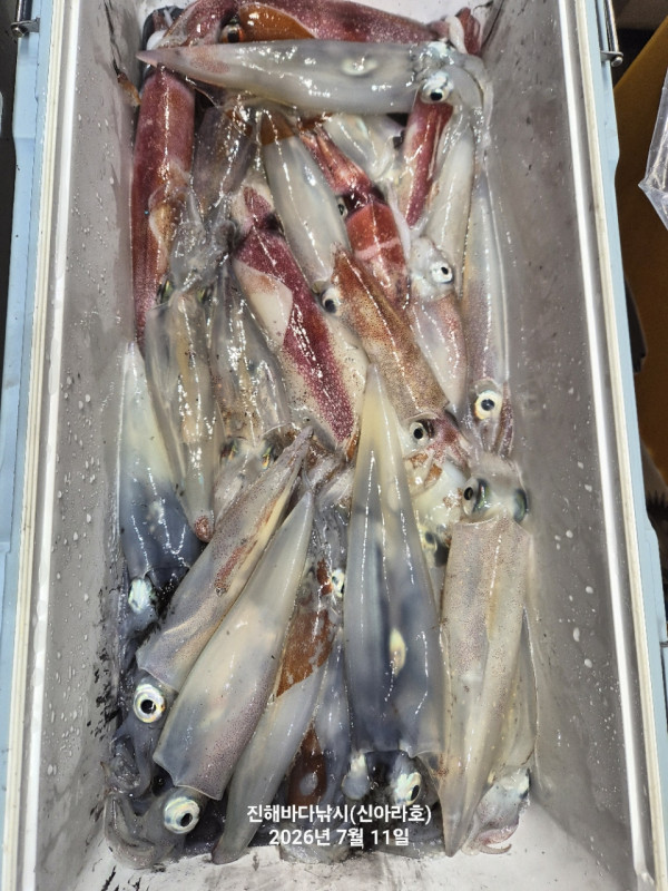 신아라호 한치 칼치 오징어_사진_20260711_10.jpg