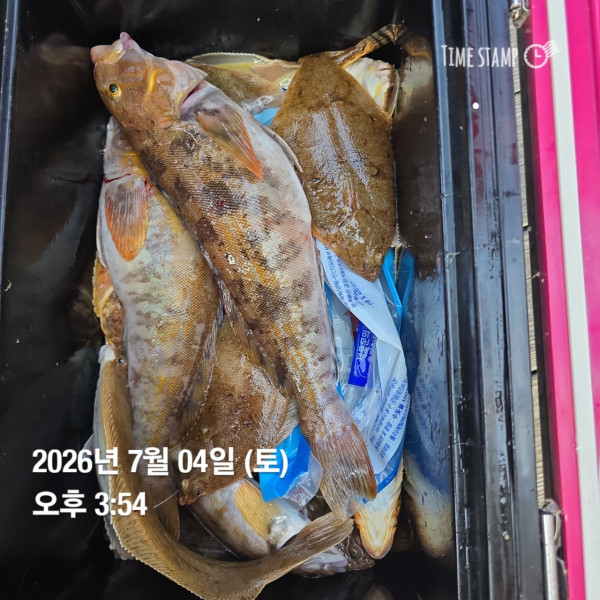 공현진낚시마트(돌핀호)_사진_20260704_11.jpg