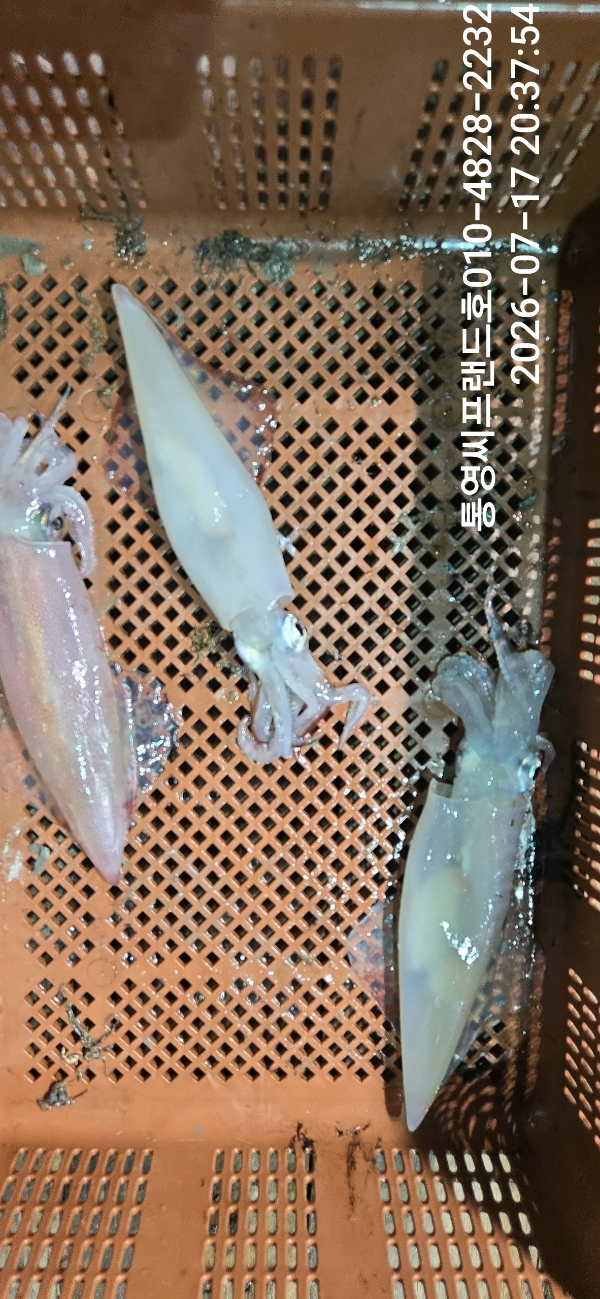 Resized_DateCamera0717203754(1).jpeg