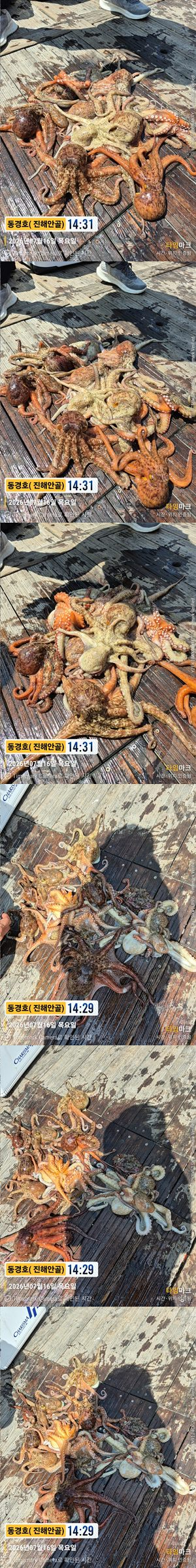 돌문어 26-7-16-1.jpg