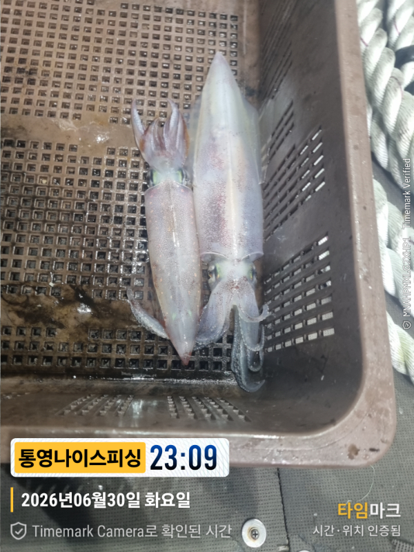 2026-06-30 23.09.56__(제목-통영나이스피싱).jpg