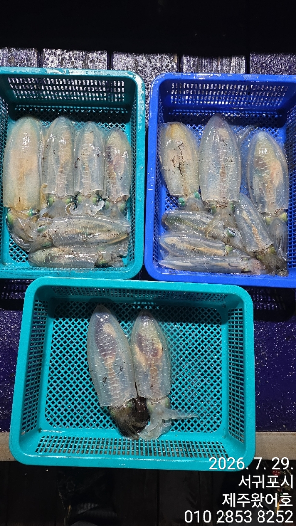 제주왔어호_사진_20260729_8.jpg