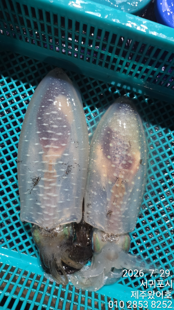 제주왔어호_사진_20260729_6.jpg