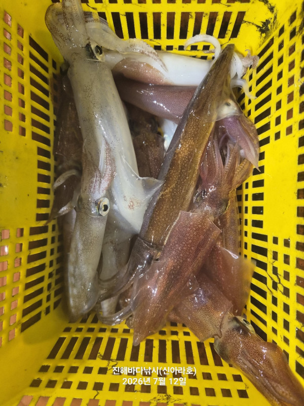 신아라호 한치 칼치 오징어_사진_20260712_5.jpg