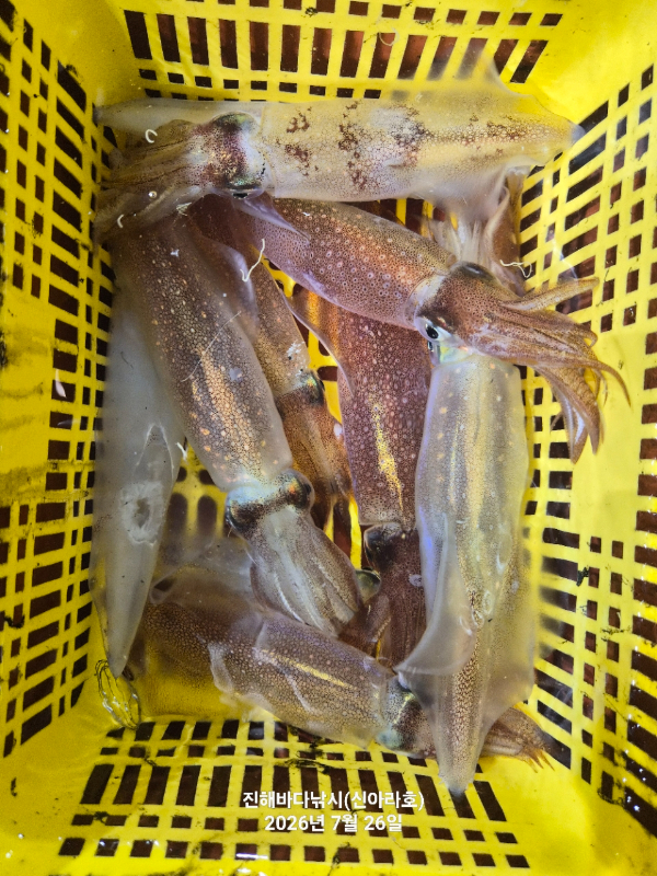 신아라호 한치 칼치 오징어_사진_20260726_7.jpg