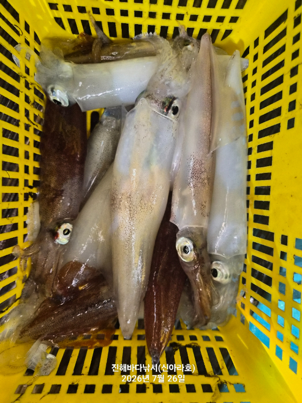 신아라호 한치 칼치 오징어_사진_20260726_11.jpg