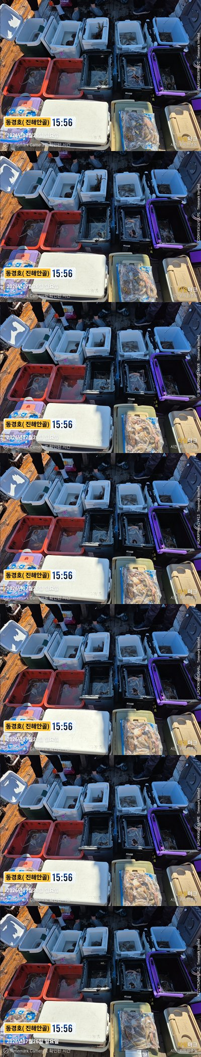 돌문어 26-7-26-1.jpg