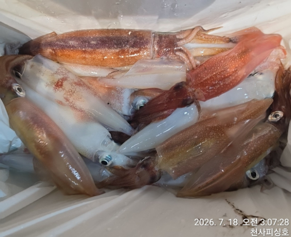 1004피싱_사진_20260718_7.jpg