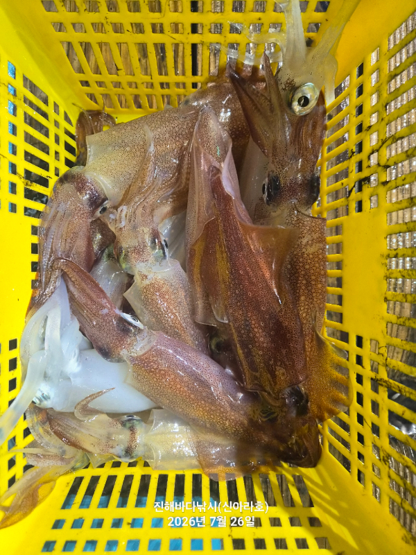 신아라호 한치 칼치 오징어_사진_20260726_6.jpg