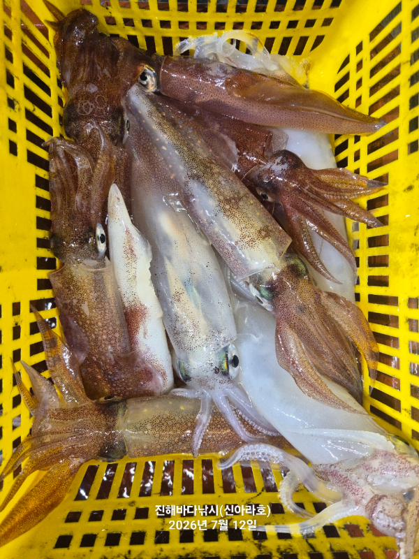 신아라호 한치 칼치 오징어_사진_20260712_7.jpg