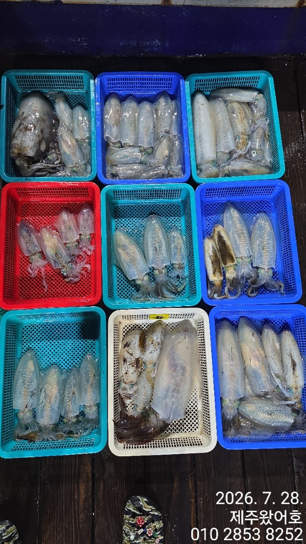 제주왔어호_사진_20260728_1.jpg