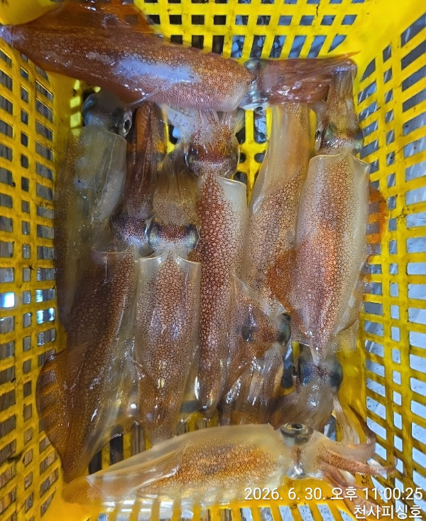 1004피싱_사진_20260701_3.jpg