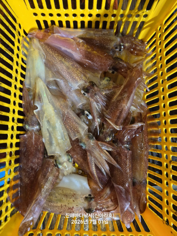 신아라호 한치 칼치 오징어_사진_20260701_19.jpg