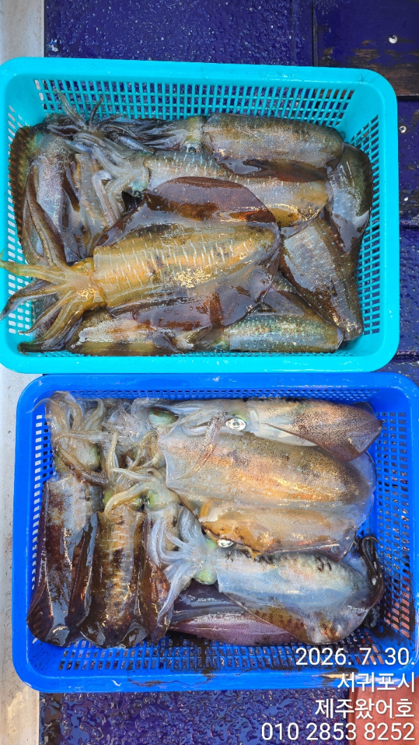 제주왔어호_사진_20260730_17.jpg