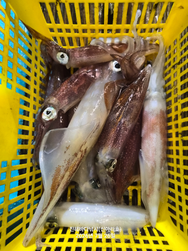 신아라호 한치 칼치 오징어_사진_20260726_9.jpg