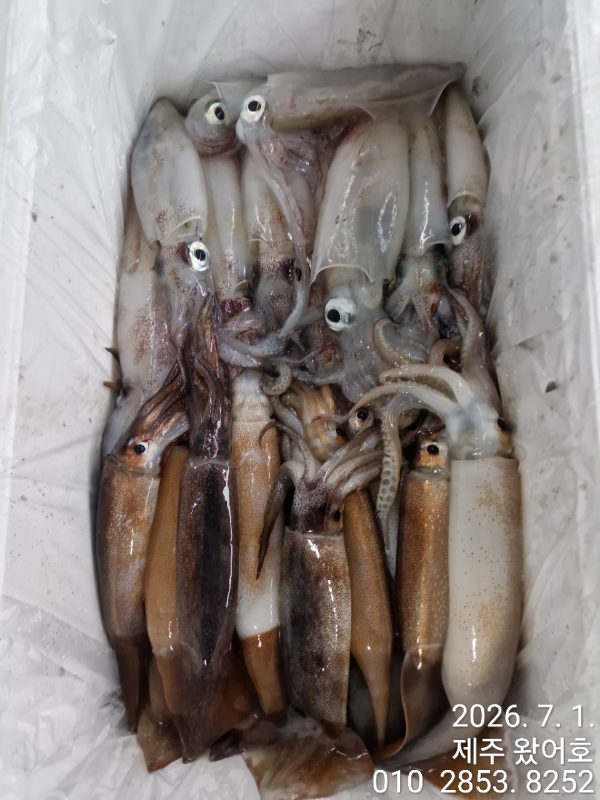 제주왔어호_사진_20260702_3.jpg