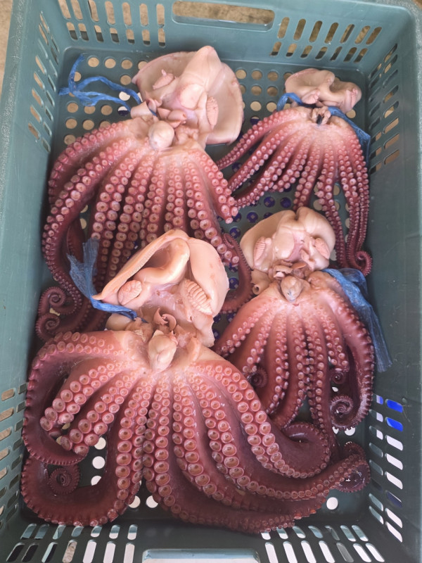 공현진낚시마트(돌핀호)_사진_20260729_12.jpeg