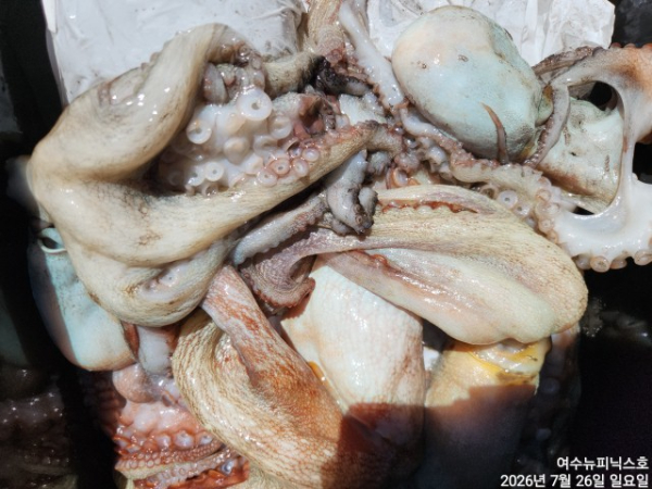 7월26일문어 (32).jpg