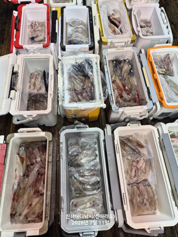 신아라호 한치 칼치 오징어_사진_20260711_4.jpg