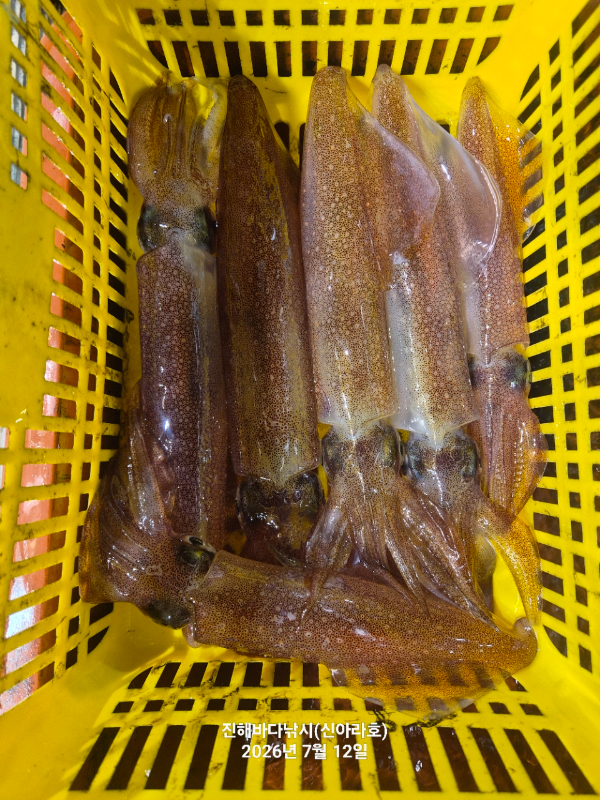 신아라호 한치 칼치 오징어_사진_20260712_8.jpg