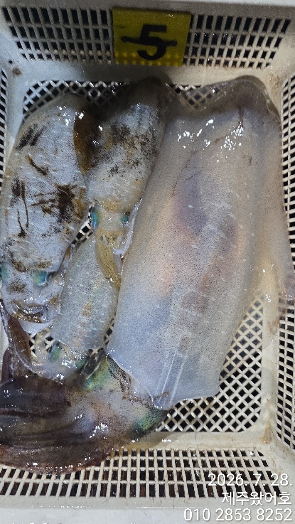 제주왔어호_사진_20260728_6.jpg