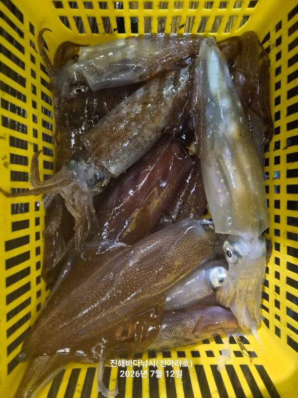 신아라호 한치 칼치 오징어_사진_20260712_2.jpg