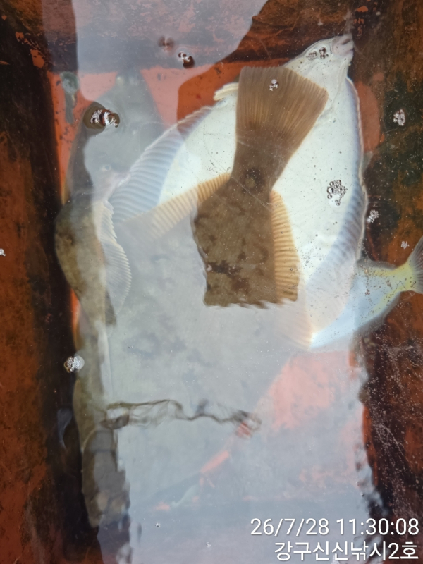 신신낚시 강구점 신신호_사진_20260728_12.jpg