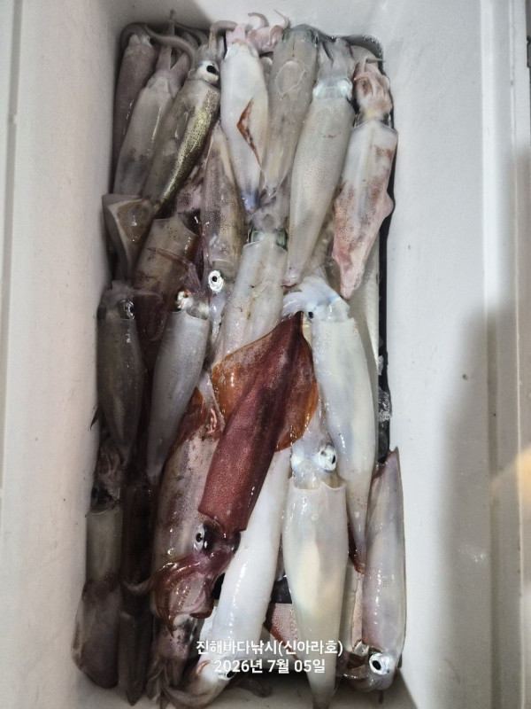 신아라호 한치 칼치 오징어_사진_20260705_6.jpg