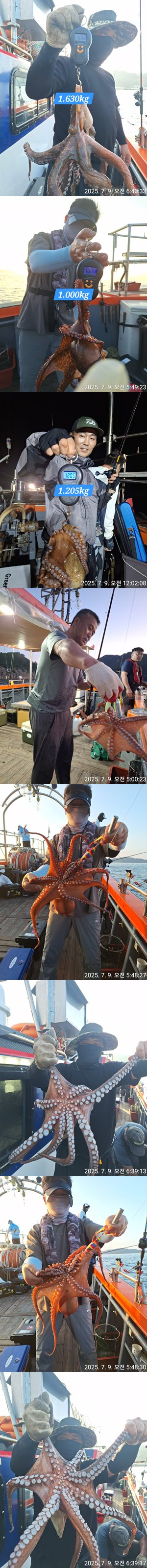 돌문어 작년 금어기해제일2.jpg