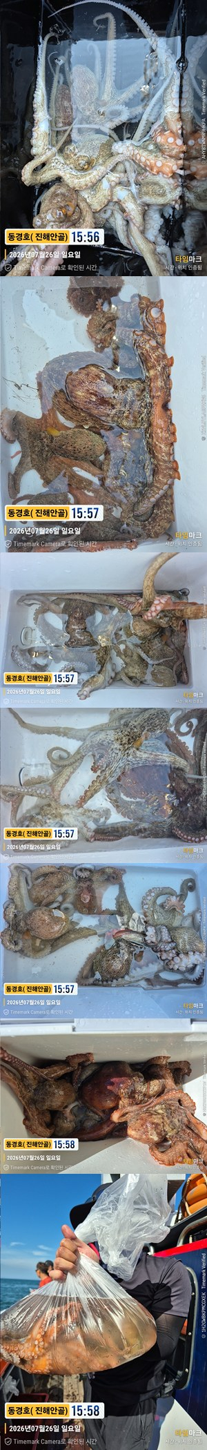 돌문어 26-7-26-6.jpg