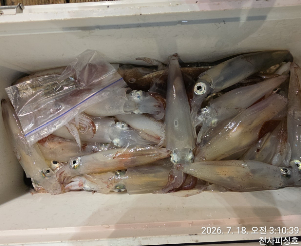 1004피싱_사진_20260718_2.jpg