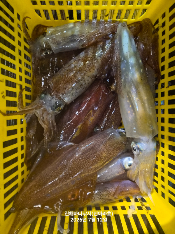신아라호 한치 칼치 오징어_사진_20260712_2.jpg